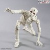30MF DLROSKELETON - Bandai